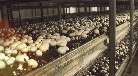 werkgever paddenstoelenkwekerij