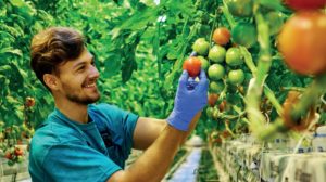 Tomatenplukker