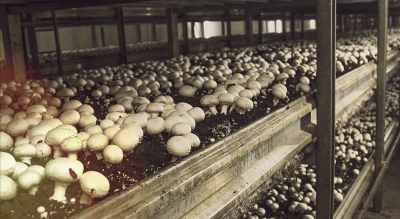paddenstoelenkwekerij