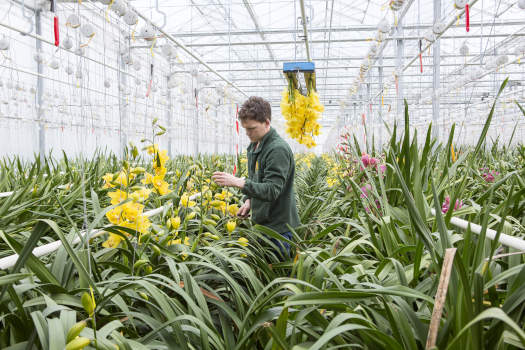 Bloemen plukken in kas