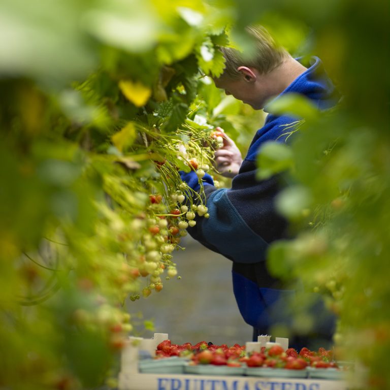 Aardbeien oogsten