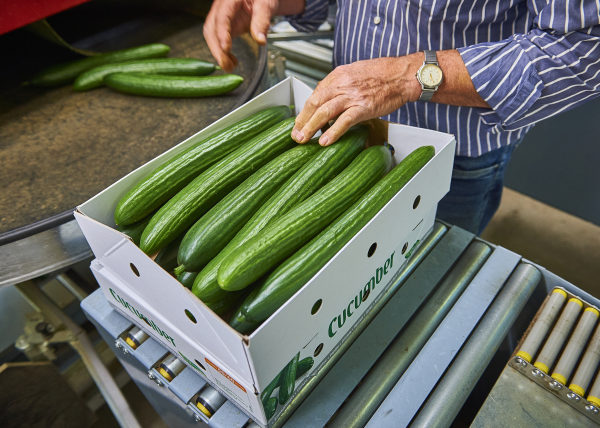 Komkommers in doos
