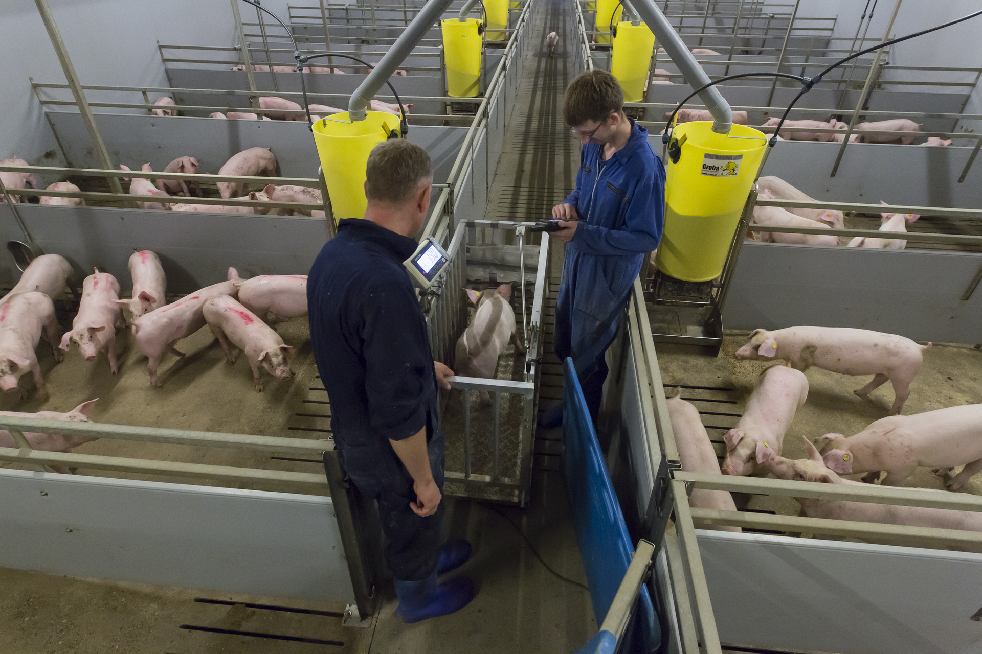 Nieuwe cao Productiegerichte Dierhouderij een feit Werkgeverslijn