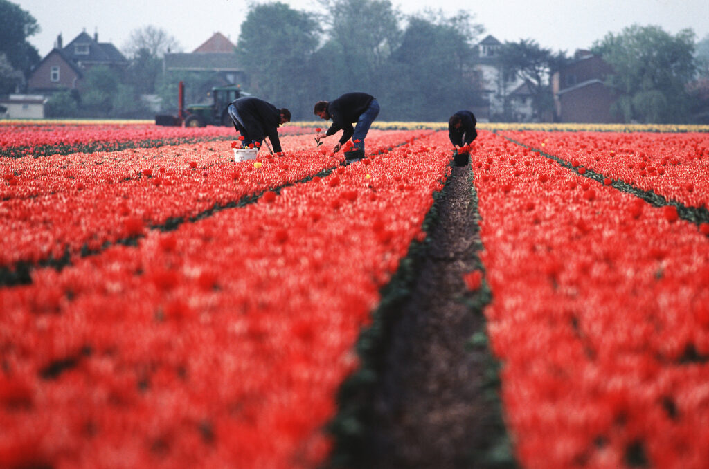 Weknemers in rood bloembollenveld